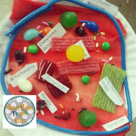 2d Edible Animal Cell Model Cell Model Project Animal Cell Project