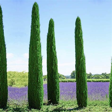 Pair Italian Cypress Trees 60 80cm Tall 14cm Pot Yougarden