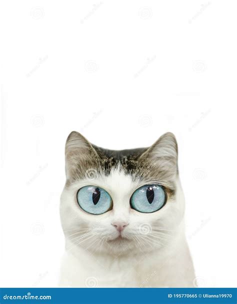 Funny Blue Eyed Cat Close Up Portrait Isolated On White Stock Image