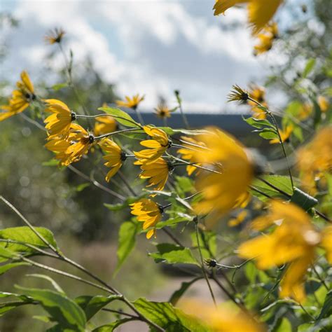 Wild Plant With Yellow Flowers Identification Texas Wildflower