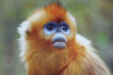 10 Fantastic Animals With Weird Looking Nose Depth World