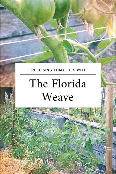 Florida Weave A Better Way To Trellis Tomatoes Fall Garden