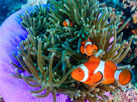 Natures Most Iconic Duo Anemone And Clownfish