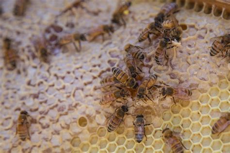 Get To Know The Beekeeping Scene At The Philly Honey Festival Whyy