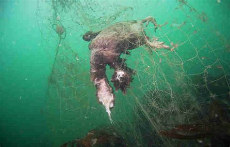 Ghost Fishing Nets Are Killing Thousands Of Marine Animals