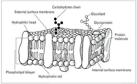 Cell Membrane Answers Sheet Coloring Pages
