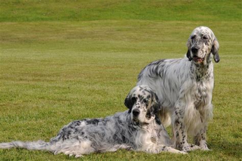 English Setter Dog Breed Information Images Characteristics Health