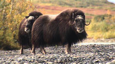 Musk Ox Video Footage Youtube