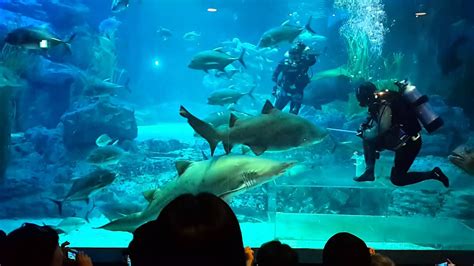 Sea Life Aquarium Busan Hd Quality Youtube