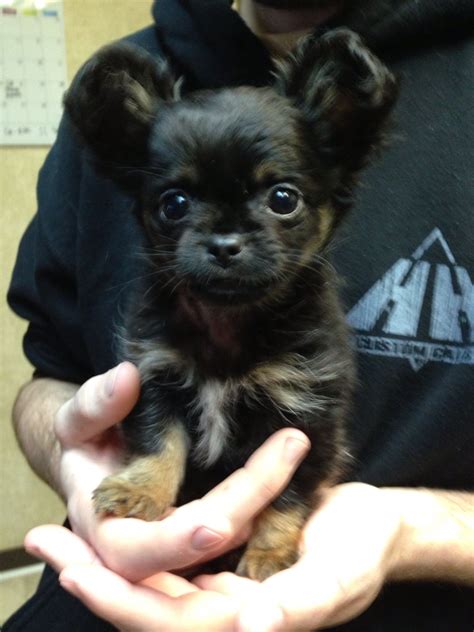 Black Long Haired Chihuahua Puppies For Sale