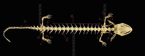 Skeletal System Of Salamander Diagram Quizlet