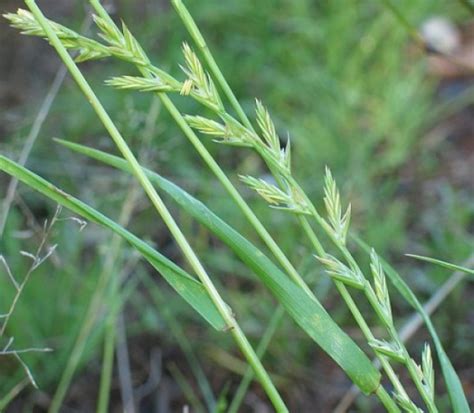 Das deutsche weidelgras (lolium perenne) gehört zu den süßgräsern und wird daher gern als weidegras verwendet. Wildacker://Saatgut Samen- Shop Topinambur Wildblumensaat ...