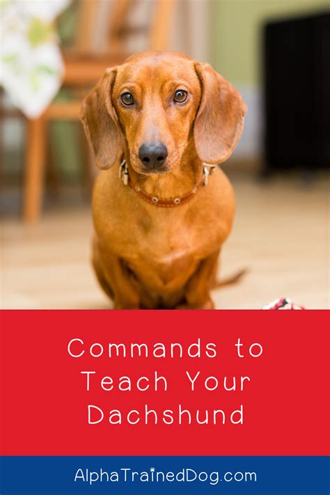 5 Easy Commands To Teach Your Dachshund Alpha Trained Dog Puppy