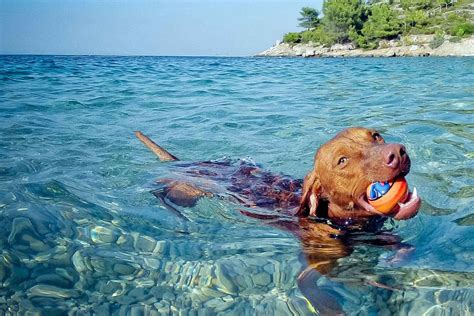 Dogs Swimming In Ocean
