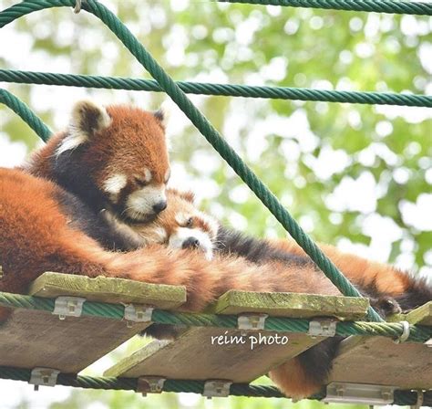 Cuddling Red Pandas Red Panda Cute Animals Animals