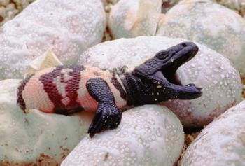We see our dog again; Gila Monsters