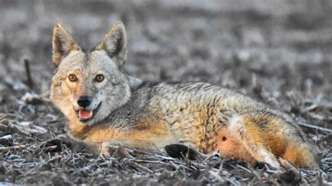 Rare Coyote Dog Hybrid Possibly Spotted In Illinois