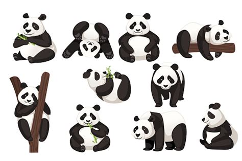 Set Of Cute Big Panda In Different Poses Cartoon Animal Design Flat