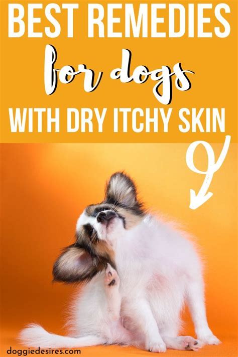 Home Remedies For Dogs Dry Itchy Skin Dog Dry Skin Dog Itchy Skin
