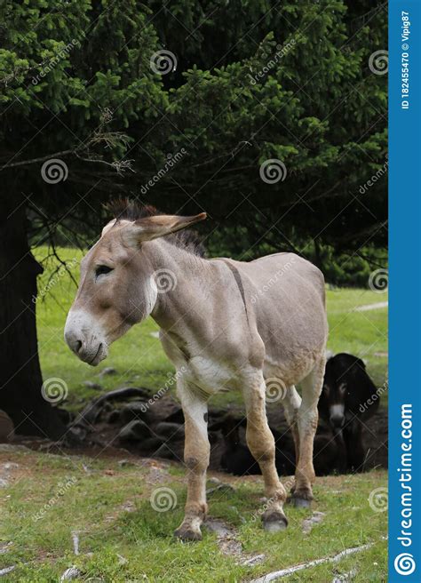 Donkey In The Pasture Donkey In A Nature Reserve Farm Animal In