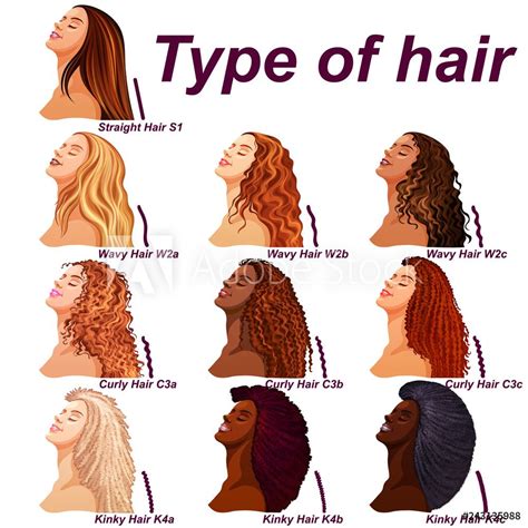 Download Hair Types Chart Displaying All Types And Labeled Stock Vector And Explore Similar