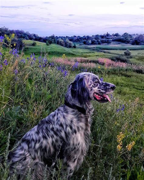 15 Amazing Facts About English Setters You Probably Never Knew Page 2