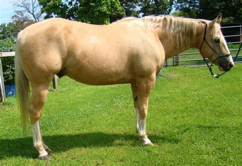 Kentucky Mountain Saddle Horse Horses For Sale Orange Ca 239657