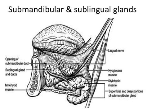 Oral Cavity And Salivary Gland Anatomy Kathryn Boyce