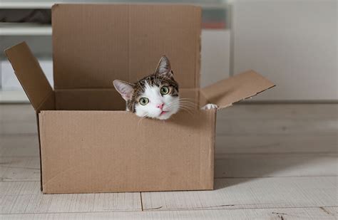 Scientific Study Asks Why Do Cats Like Boxes Healthy Paws Pet Insurance