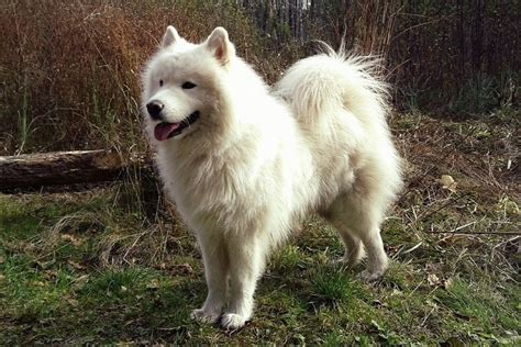 10 Samoyed Mixed Dog Breeds With Pictures Hepper