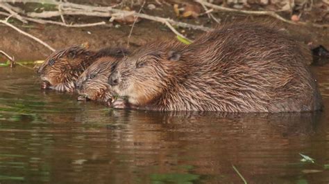Beaver Families Win Legal Right To Remain Bbc News