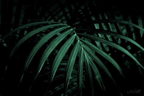 Palm Leaves Tropical Dark Backgrounds On Behance