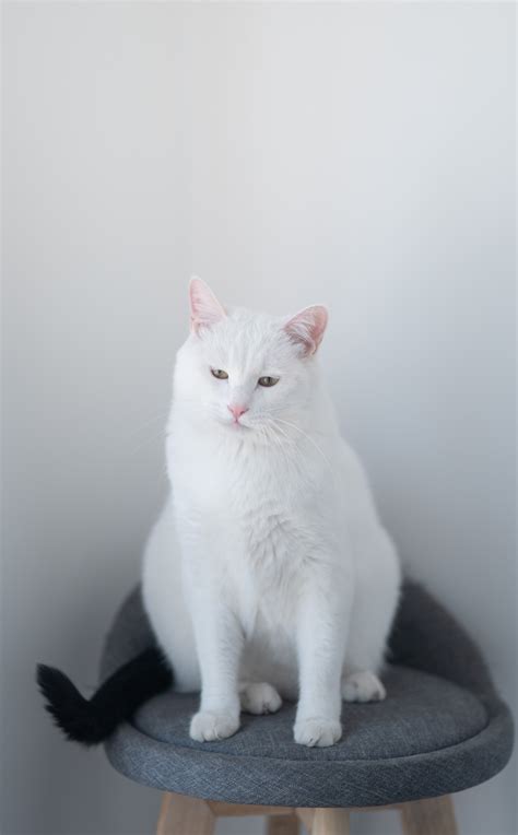 White Cat Sitting On Stool Meme Gettybad