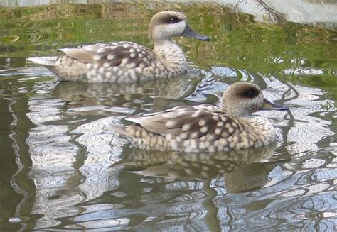Marbled Duck British Waterfowl Association