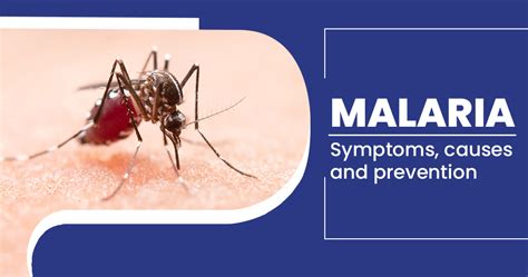 Malaria — Symptoms Causes Treatment Prevention And Diet Star Health