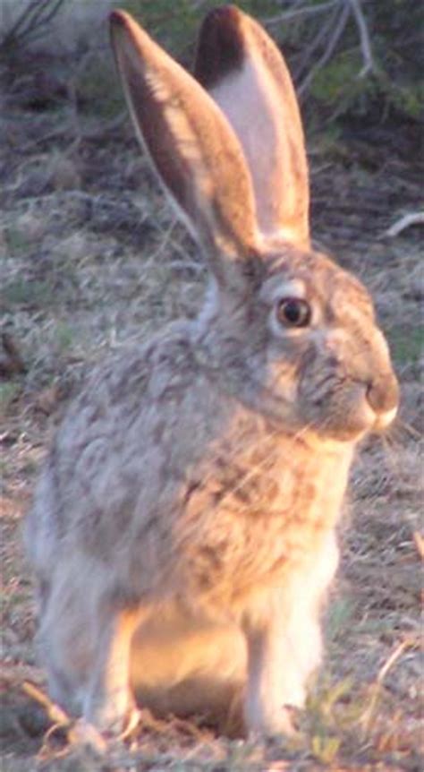 New Mexico Jack Rabbit