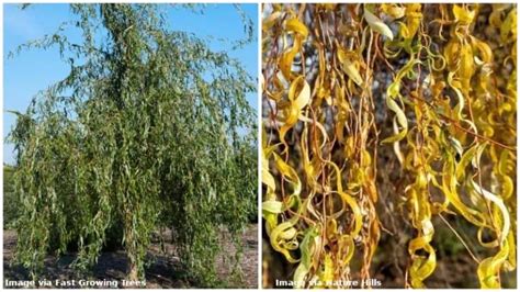 16 different types of willow trees and identifying features