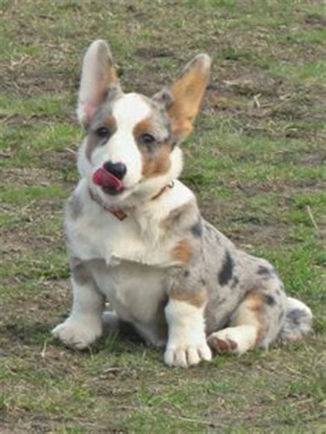 Think of all the adorable breeds of doggos. OMG a Blue Heeler/Corgi mix! I could just die! I want one of these!!! | Animals | Dogs, Corgi ...