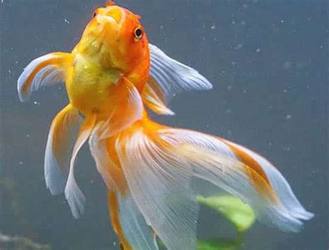 Veiltail Goldfish Veil Tail Care And Info Fancy Goldfish
