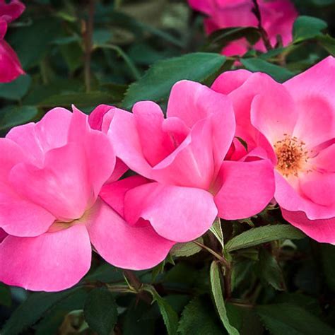 Pink Knockout Rose Bushes For Sale Online The Tree Center