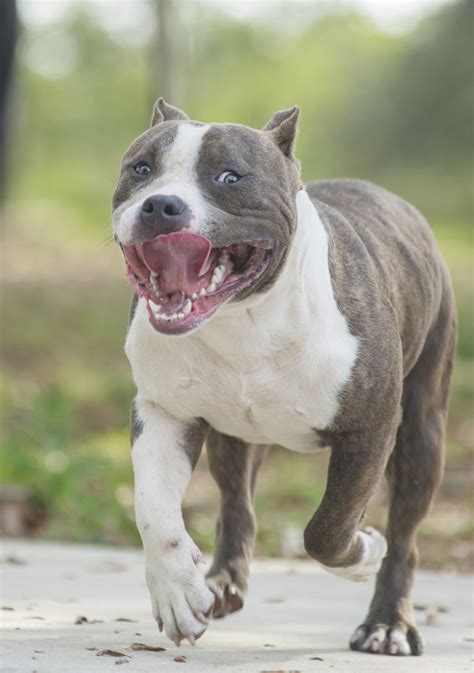 The True Purpose Of Ear Cropping In Pit Bulls And Its Pros And Cons