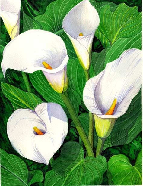 Calla Lilies By Catherine G Mcelroy Lily Painting Floral Paintings