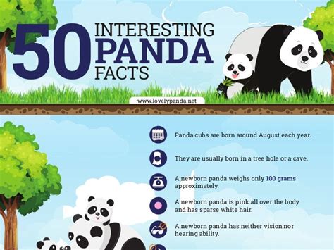 50 Interesting Panda Facts