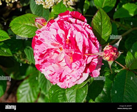 Variegated Rose Hi Res Stock Photography And Images Alamy