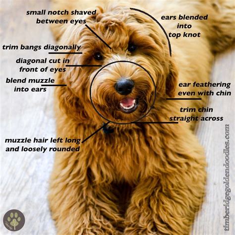 Discover ideas about cockapoo grooming. Face Clips | Goldendoodle haircuts, Goldendoodle grooming ...