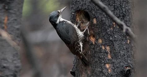 Photos And Videos For Black Backed Woodpecker All About
