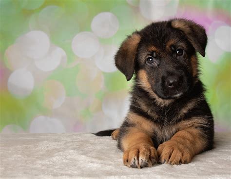 German Shepherd Puppy Dog Portrait Photograph By Ashley Swanson Fine