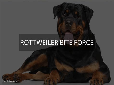 How Strong Is The Rottweiler Bite Force 🐶 Petibble