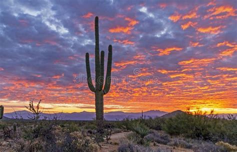 Lone Cactus With Desert Sunrise Background In Arizona Stock Photo