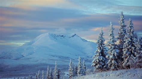 1920x1080 1920x1080 Alaska Spruce Snow Mountains Winter Trees